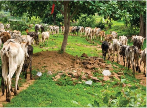 Cattle grazing in a green field