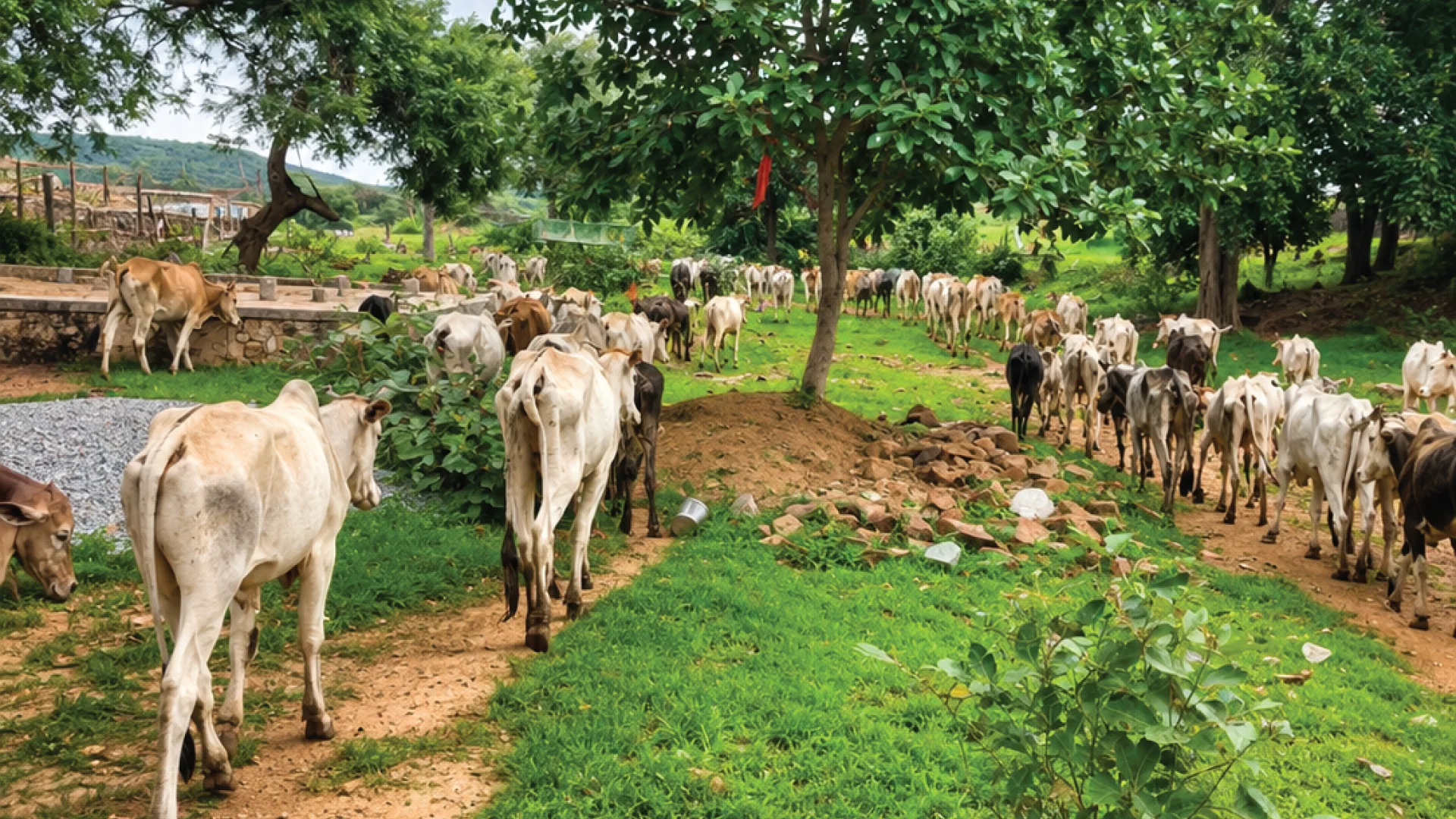 Cow Welfare and Grazing Care Herd of cows walking through a green grazing area as part of Transline cow welfare CSR