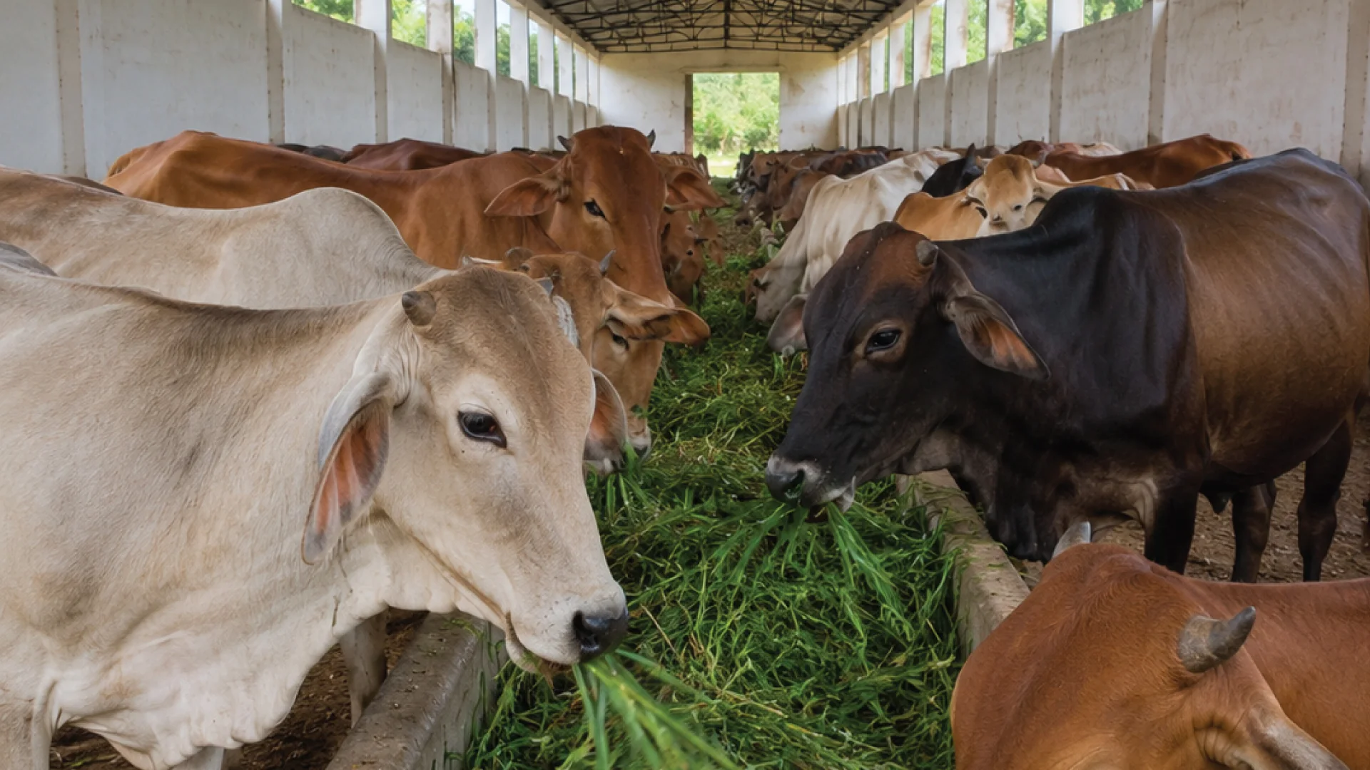 Cattle Shelter Support Through CSR Cows eating fodder in a cattle shelter supported through Transline CSR